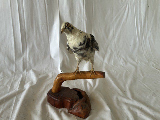 鳥のはく製