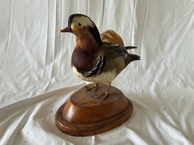 鳥のはく製