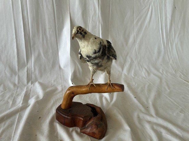鳥のはく製