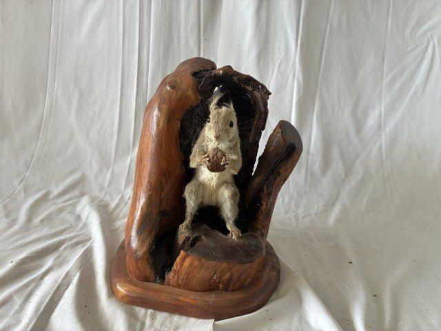 動物のはく製