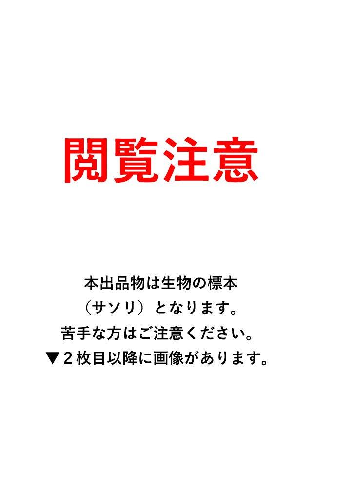 シンガポール産サソリの標本