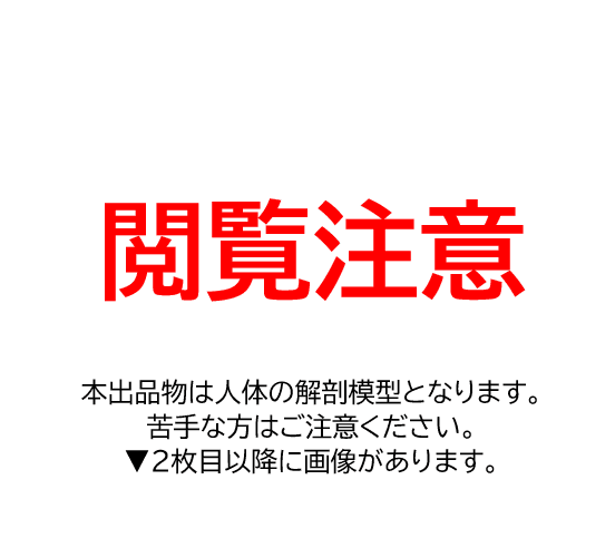 【現地引渡限定】人体解剖模型
